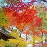 本土寺の紅葉9