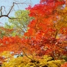 本土寺の紅葉12
