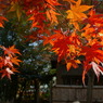 本土寺の紅葉16