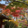 本土寺の紅葉17