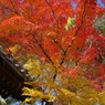 本土寺の紅葉18