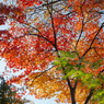本土寺の紅葉20