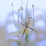 - 花と蜘蛛 -