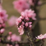 蜜