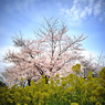 sakura