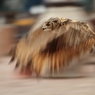 真っすぐに前だけを見つめて（ベンガルワシミミズクさんバージョン）