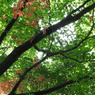 少しだけ紅く