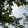 初夏