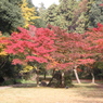 もみじ谷の紅葉