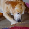 あたちぃ～が開けてあげる
