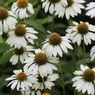 IMG_0042