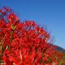 彼岸花・津屋川10