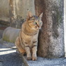ねこ