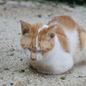まったりネコ