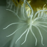 儚き花7