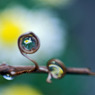ぶどうの蔓の虫眼鏡