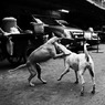 Bangkok③