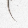 TAIL