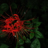 紅