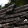 屋根桜