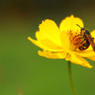 Cosmos