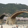 桜を追いかけて(山口 錦帯橋)