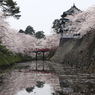 桜を追いかけて(青森 弘前)