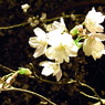 提灯ところの桜