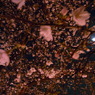 桜の樹の下はきれー