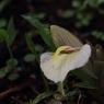 茗荷