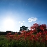 Road of spider lily