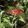 曼珠沙華