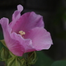 芙蓉