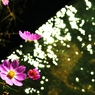 秋桜。