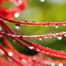 雨上がり(^^)