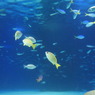 20110926　サンシャイン水族館２