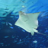 20110926　サンシャイン水族館３