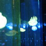 20110926　サンシャイン水族館９