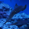 20110926　サンシャイン水族館１０