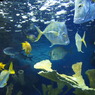 20110926　サンシャイン水族館１７