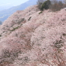 春色に染まりて