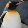 ペンギン