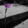 CSC_0902
