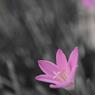 CSC_0907