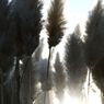 Field of Dreams 