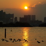 お台場の夕日