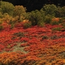 銀泉台紅葉