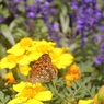 IMG_2493up