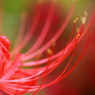 ＲＥＤ