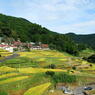 棚田の風景